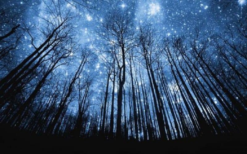 night forest